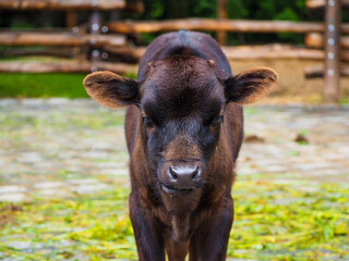 Fototapeta premium OLYMPUS DIGITAL CAMERA