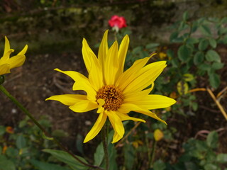 gorgeous yellow flower in the garden