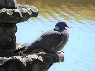 Pigeon on a small fountain