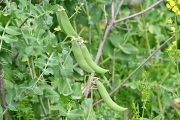 closeup the bunch ripe green peas with pods and plant growing in the farm over out of focus green brown background.