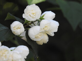 Obraz na płótnie Canvas White large flowers in petals on the bush