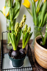 hyocinth bulbs in a pot on a background of yellow tulips