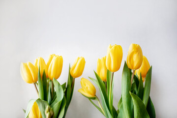 yellow tulips on a light background
