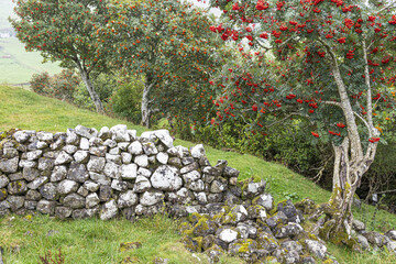 Two varieties of rowan tree beside the ruins of a croft in Glen Uig in the north of the Isle of Skye, Highland, Scotland UK. - obrazy, fototapety, plakaty