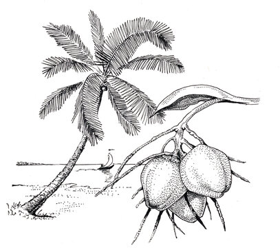 Coconut palm tree