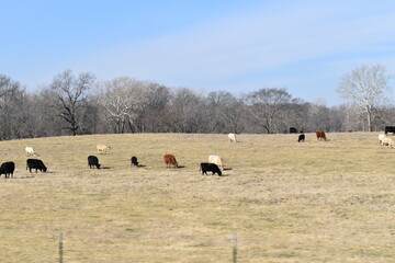 Cows in a Farm Field