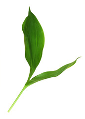 Green leaves pf Lily of the valley isolated