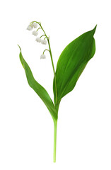 Green leaves and small flowers of Lily of the valley isolated