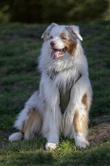 2-Year-Old Red Merle Bicolor Australian Shepherd Male Puppy. Off-leash dog park in Northern California.