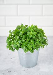 A pot of fresh basil on a white brick background. The concept of organic food. Front view and copy space. Vertical orientation