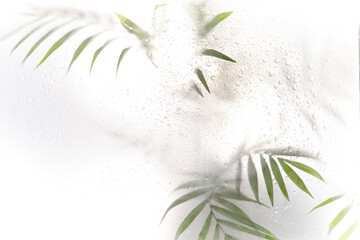 Tree branch with leaves shadow effect. blurred picture with fog effect of palm leaves silhouettes behind. selective focus