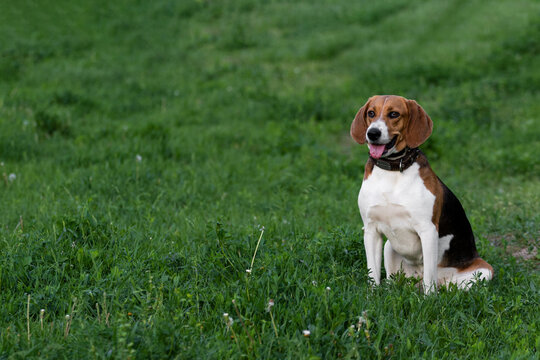 A beagle dog sits on the grass on a blurred background during a walk without a leash. The beagle sits on the grass and copy space.
