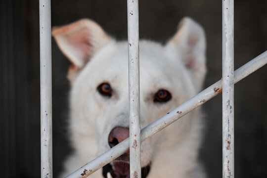 A white dog in defocus behind the bars of the enclosure. Blurry animal on the background of the cage