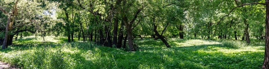 Panoramic view of a wooded timber located in low lands along a river