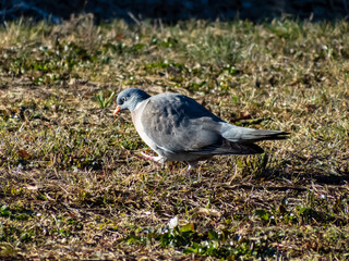 The common wood pigeon or woodpigeon (Columba palumbus) - grey with the white on its neck and wing and green and white patches on neck, and a pink patch on chest. The eye colour is pale yellow