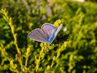 Close-up of the adult common blue butterfly or European common blue (Polyommatus icarus) sitting on a grass stem surrounded with vegetation