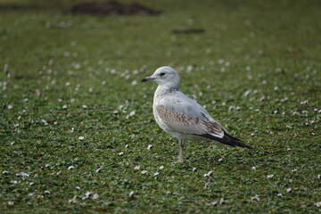 young common gull (Larus canus) also known as a sea mew