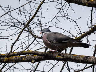 The common wood pigeon or woodpigeon (Columba palumbus) - grey with the white on its neck and wing and green and white patches on neck, and a pink patch on chest. The eye colour is pale yellow