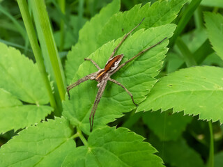 Close-up shot of the Nursery web spider (Pisaura mirabilis) on a green leaf among green vegetation