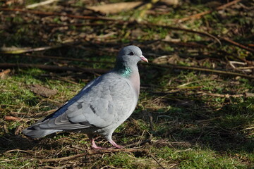 stock dove (Columba oenas)