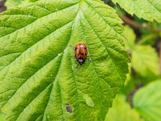 Close-up shot of Leaf beetle (Cryptocephalus octopunctatus) - red with black spots crawling on a leaf
