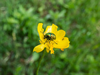 Macro shot of bright metallic green, golden green and bluish green beetle (cryptocephalus sp.) feeding on pollen of yellow flower