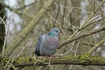 stock dove (Columba oenas)