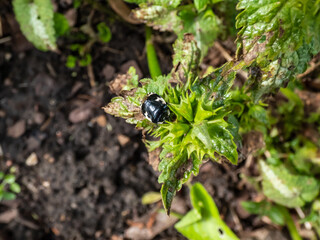 Close-up shot of adult black and white pied shield bug (Tritomegas bicolor) on a green leaf in summer