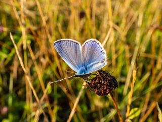 Close-up of the adult common blue butterfly or European common blue (Polyommatus icarus) sitting on a grass stem surrounded with vegetation