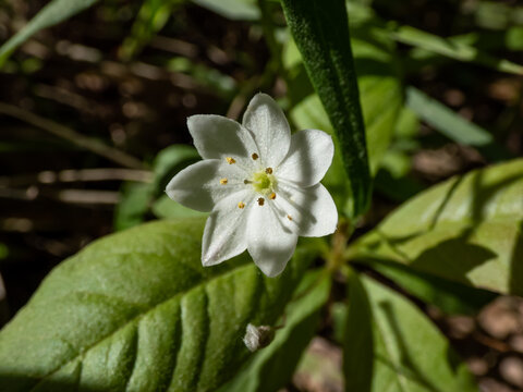 Macsro shot of the chickweed-wintergreen or arctic starflower (Lysimachia europaea or Trientalis europaea) - the solitary white flower