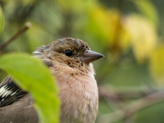 Close-up of the female of the common chaffinch (Fringilla coelebs) sitting on a branch with blurred background