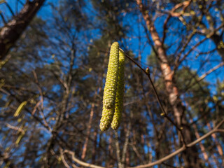 Close-up shot of yellow catkins of the hazelnut tree starting to bloom in early spring. Hazelnuts in Bloom.