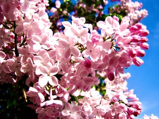 macro branch of lilac light pink on sky background