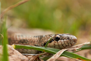 Snake in the grass