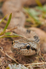 snake in the grass