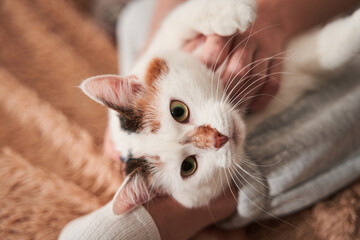 White spotted cat laying at the bed with her owner while relaxing at home during the weekend