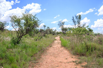 View of a hiking path surrounded by trees and bushes in a mountainous area in Walter Sisulu National botanical gardens, Johannesburg, South Africa