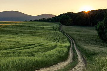 Summer rural landscape with cereal field at suset, path to forest  Colorful clear sky. Natural background, wallpaper. Zablatie, Slovakia.