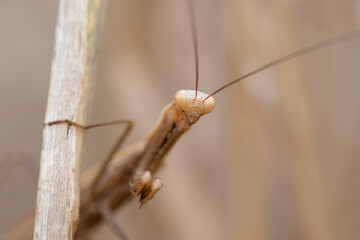 brown mantis looking at camera