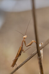 praying mantis on a tree