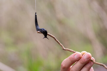 slug sliding vertically hanging by its slime