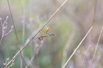 mantis walking on brown grass