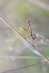 mantis walking on brown grass