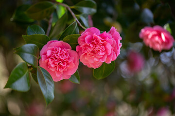 two camellia flowers on the tree
