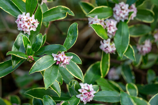 daphne plant in bloom