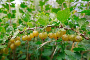 gooseberry plant
