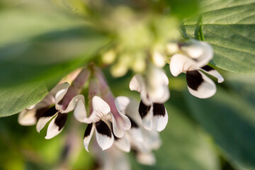 flowering broad bean plant