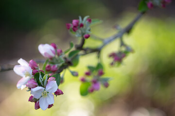 apple tree branch in bloom