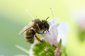 bee on a flower