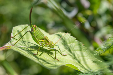 grasshopper on a leaf